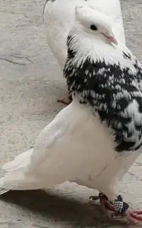 کبوتر طوقی