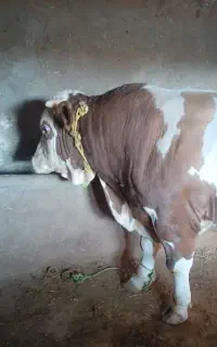 فروش کوساله نر سمینتال سوپر چاق