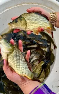 بچه کپور سایز درشت کف دستی