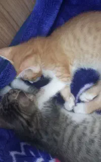 واگذاری دو بچه گربه
