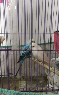 مرغ عشق ماهی آکواریوم