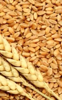 گندم نان خانگی و جو درجه یک خالص
