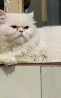 جفت یابی