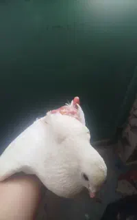 فروش کبوتر