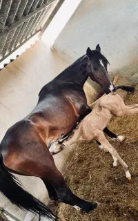 آموزش سوارکاری