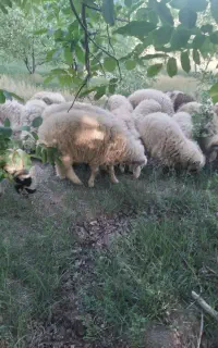 باسلام بره فروشی