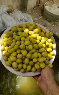 انواع زیتون
