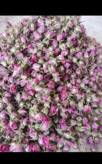غنچه گل محمدی وزرشک