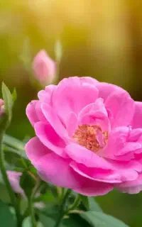 نیازمند نیروی گل چین خانم
