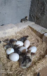 جوجه یک روزه بوقلمون به همراه مادر