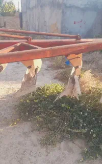 گواهن