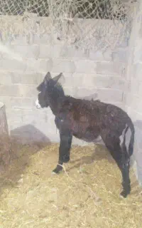 الاغ نر گله ای