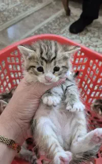 بچه گربه خانگی واگذاری