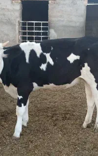 گاو