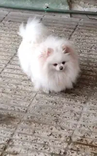 پامرانین ماده سفید