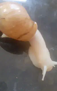 حلزون