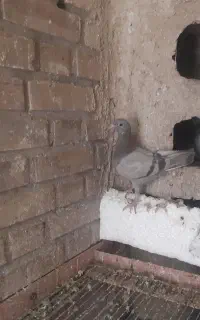 کوهی