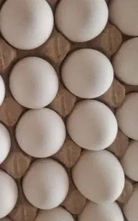 تخم مرغ