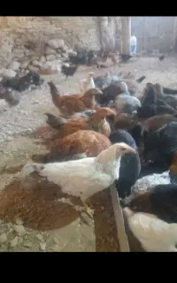۴ماه نیمه سالم