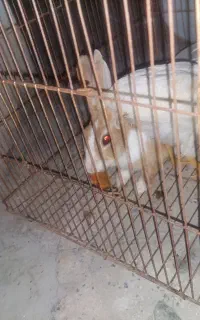 خرگوش