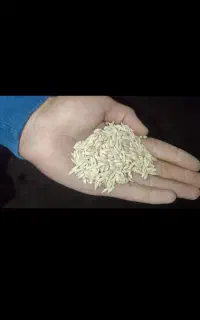خریدار جو و یونجه شما به صورت نقدی