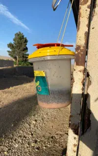 سطل مگس