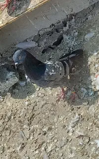 کبوتر