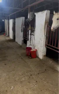 نگهداری و تربیت اسب خرید و فروش