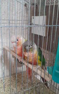 طوطی گرینچیک