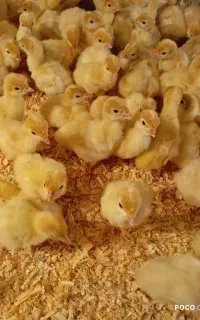 جوجه بوقلمون بیوتی (گوشتی) زرین فوق سنگین 4 روزه