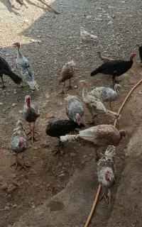 بوقلمون