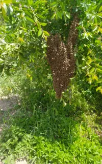 عسل 100%طبیعی دارویی