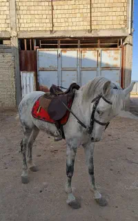 اسب مادیان