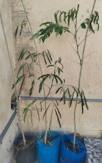 1 عدد نهال ابریشم زرد