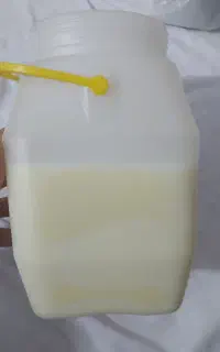 روغن بز