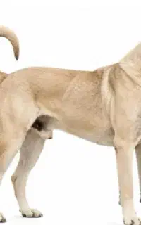 سگ گمشده