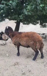 کاوه قوچ تخمی