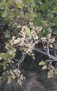 گوگرد