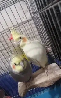 عروسهلندی مولد تخم گذار