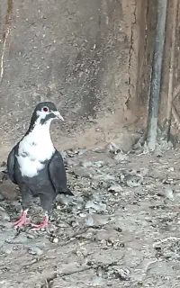 کبوتر ریش سیاه