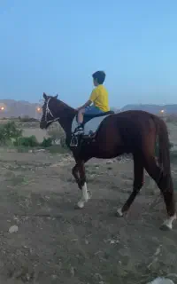فروش اسب نریان دوخون