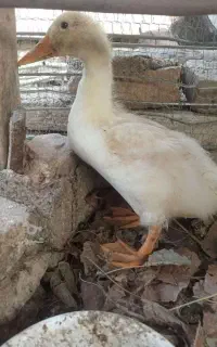 اردک