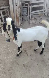 نر بز پنجاب