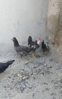 وارگ محلی