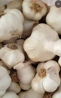 سیر محلی ارگانیک درجه یک