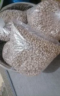 لوبیا چیتی ارتشی
