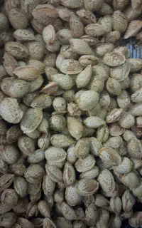 بادام آجیلی