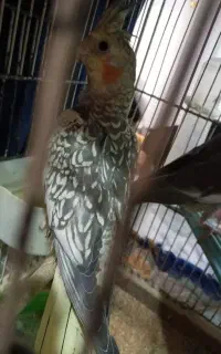 عروس سه ماهه