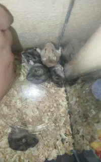 خانواده همستر