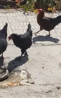 سه تا مرغ جوان تخمگذار